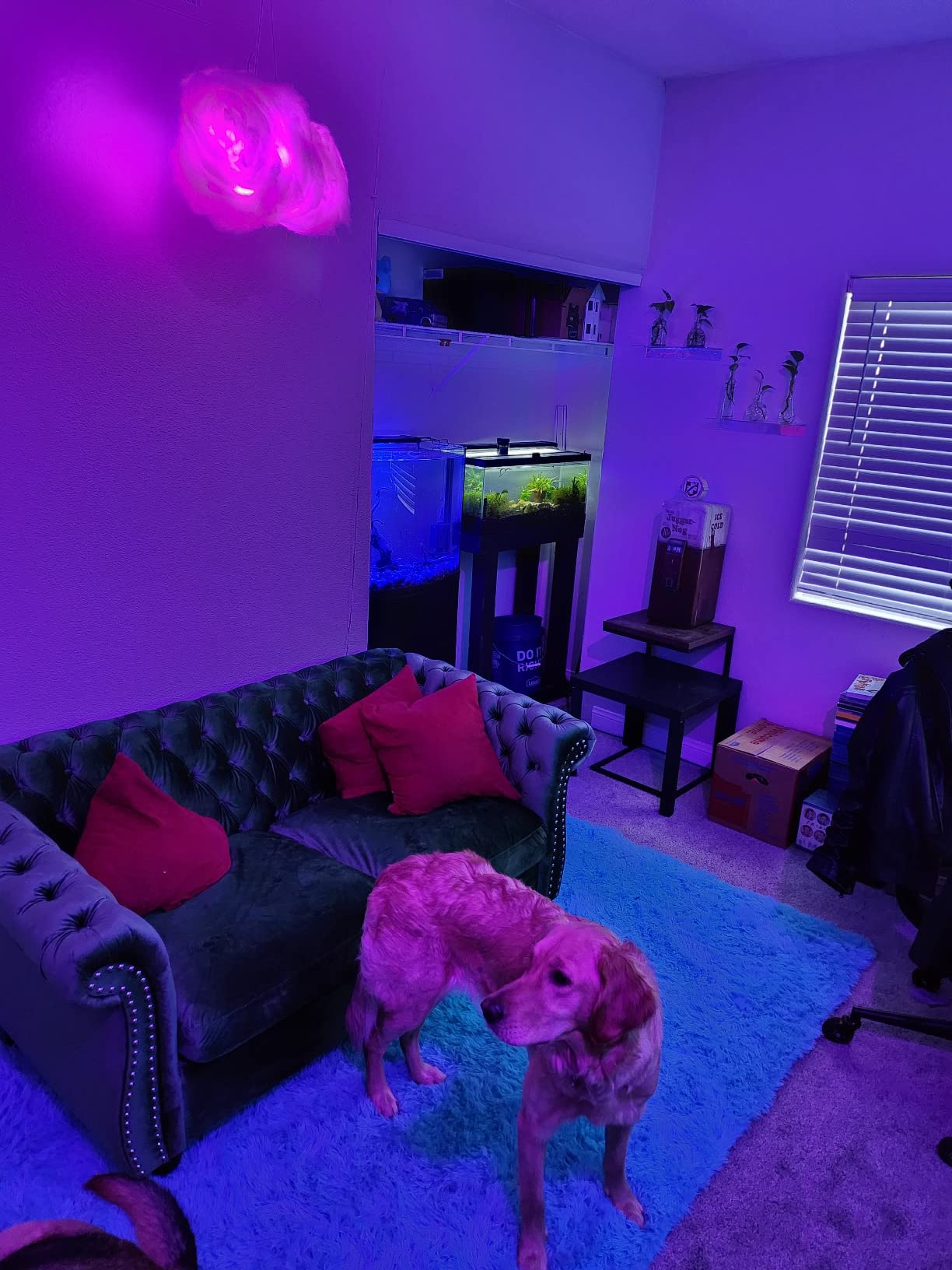 22c402fa1f2238c8ce30fe00fc19f019